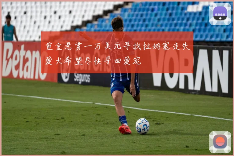 重金悬赏一万美元寻找拉姆塞走失爱犬希望尽快寻回爱宠